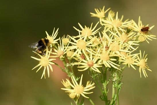 Wild flowers around Fritton Lake attract insects and wildlife.