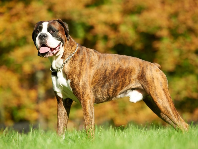 With their athletic figure and a thirst for adventure, you'd think that water wouldn't provide much of a problem for the Boxer. Even with these dogs though, the flat face is a huge issue - keeping their head above the water is such an effort that they tire quickly, with a high risk of drowning.