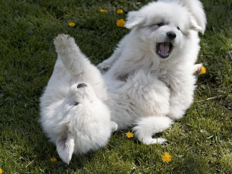 Known as the Great Pyrenees in the USA, the Pyrenean Mountain Dog was traditionally used to protect livestock from predators and tend to measure between 26-32 inches in height.