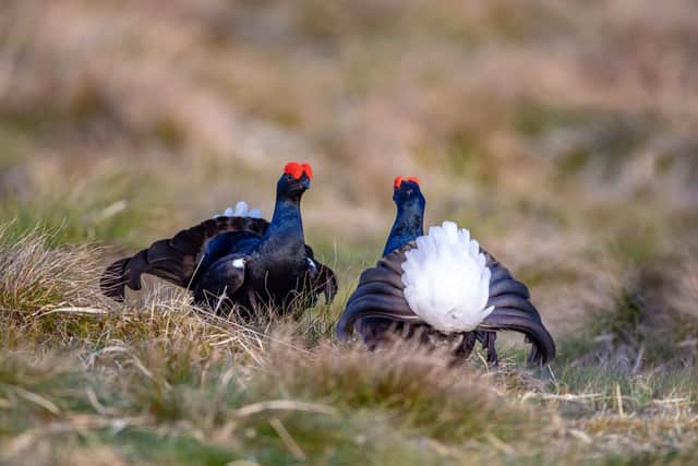 Black grouse, which are a red-listed species in Scotland 
