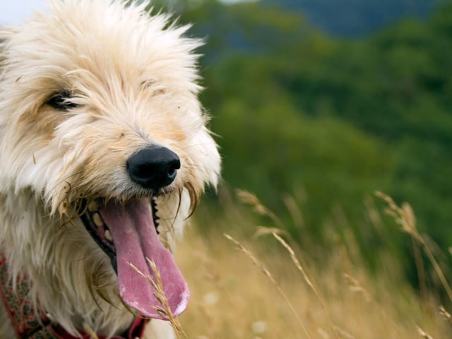If there’s blue-green algae floating on an area of water, keep your dog away from going in to cool off. This is highly toxic and can cause diarrhea, nausea and breathing difficulties. Blue-green algae can make the water appear green or blueish, or in brown clumps. If you’re even slightly worried that the water might contain the algae, it’s best to steer clear of it.