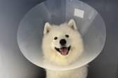 Tayto the Samoyed won a prestigious honour at Crufts