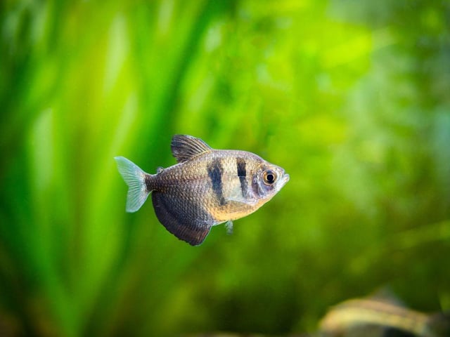 Larger than their Neon Tetra close cousins, the Black Skirt Tetra is a peaceful and hardy schooling fish that can hold its own against larger rivals. It's native to the Paraguay River basin of south-central Brazil, Paraguay and northeast Argentina.