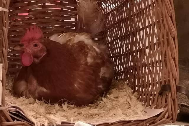 Chicken in a basket, our Nancy chook on her short break away from pesky beaks.