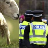 Police have warned dog owners to keep their pets on a lead when walking near livestock.