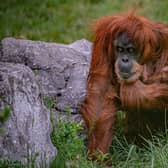 The Comprehensive and Progressive Agreement for Trans-Pacific Partnership (CPTPP) which the UK entered on Friday after two years of negotiations has been criticised for endangering orangutans.