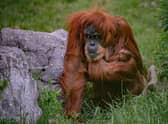 The Comprehensive and Progressive Agreement for Trans-Pacific Partnership (CPTPP) which the UK entered on Friday after two years of negotiations has been criticised for endangering orangutans.