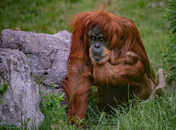 The Comprehensive and Progressive Agreement for Trans-Pacific Partnership (CPTPP) which the UK entered on Friday after two years of negotiations has been criticised for endangering orangutans.
