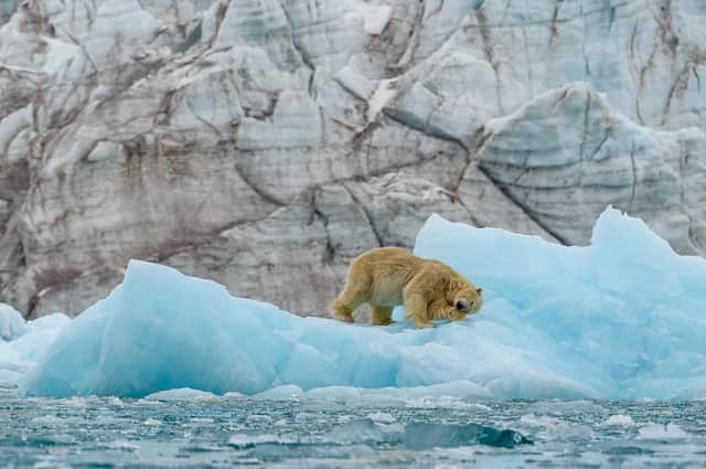 A polar bear in Svalbard.