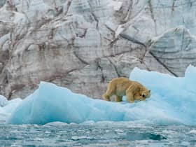A polar bear in Svalbard.