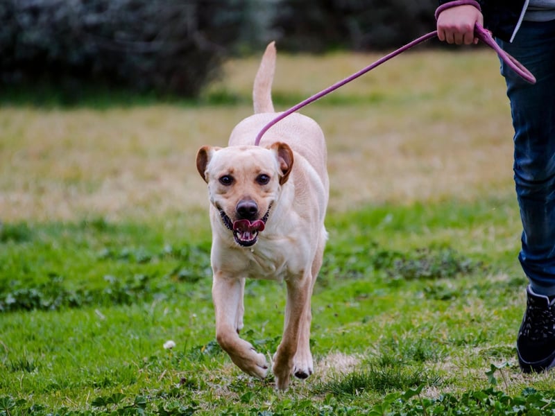 It may be the most popuklar dog breed in the world, but the Labrador Retriever can present a challenge for older owners. While Labs will make for loyal and loving pets they really need a large amound to exercise to be happy and healthy. If there's even the slightest doubt that you can't supply this throughout the dog's life, it's worth looking at other breeds.