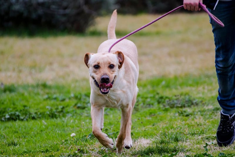 It may be the most popuklar dog breed in the world, but the Labrador Retriever can present a challenge for older owners. While Labs will make for loyal and loving pets they really need a large amound to exercise to be happy and healthy. If there's even the slightest doubt that you can't supply this throughout the dog's life, it's worth looking at other breeds.