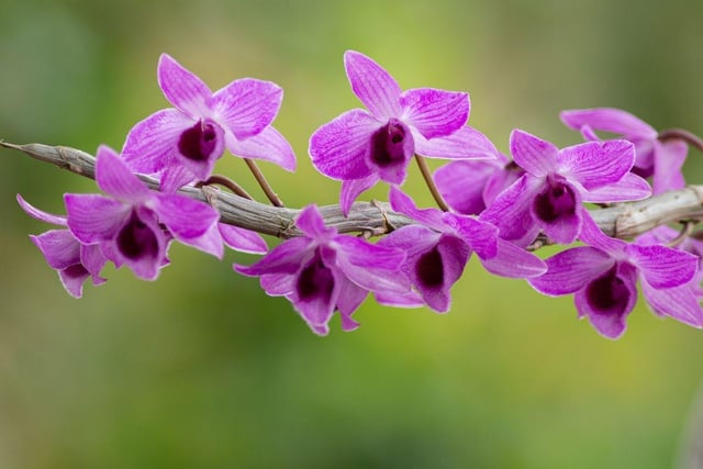 Delicate and exotic orchids are a popular gift and can be safely left in the company of pooches.