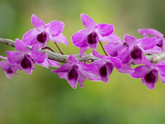 Delicate and exotic orchids are a popular gift and can be safely left in the company of pooches.