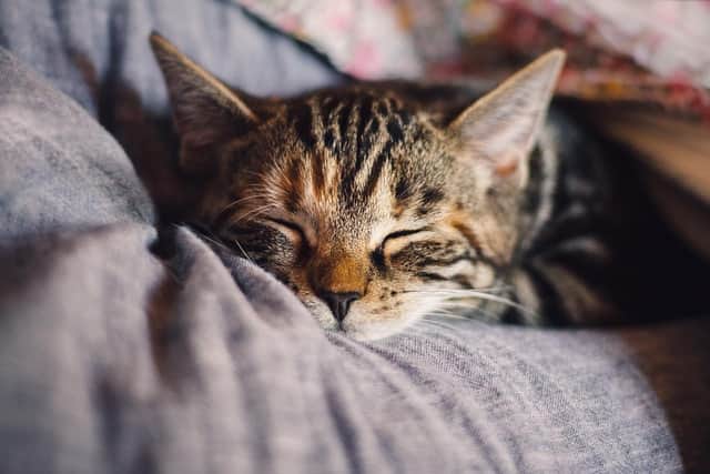 Can you offer time, a lot of love and plenty of chin scratches for a cat in need?