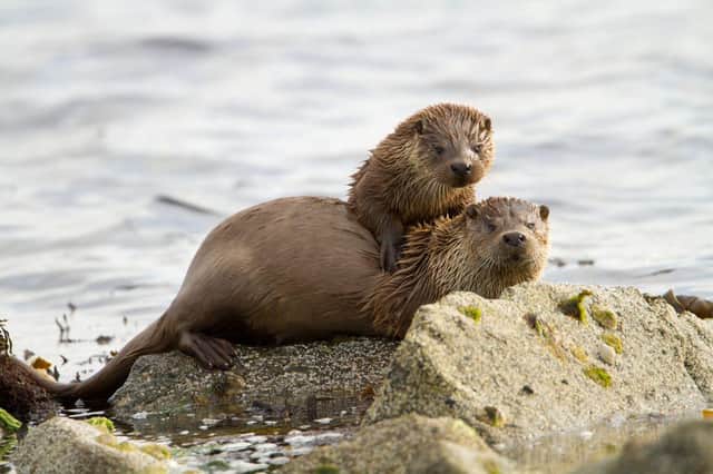 Otters can be found across Scotland in lochs, rivers and seas, even in towns and cities