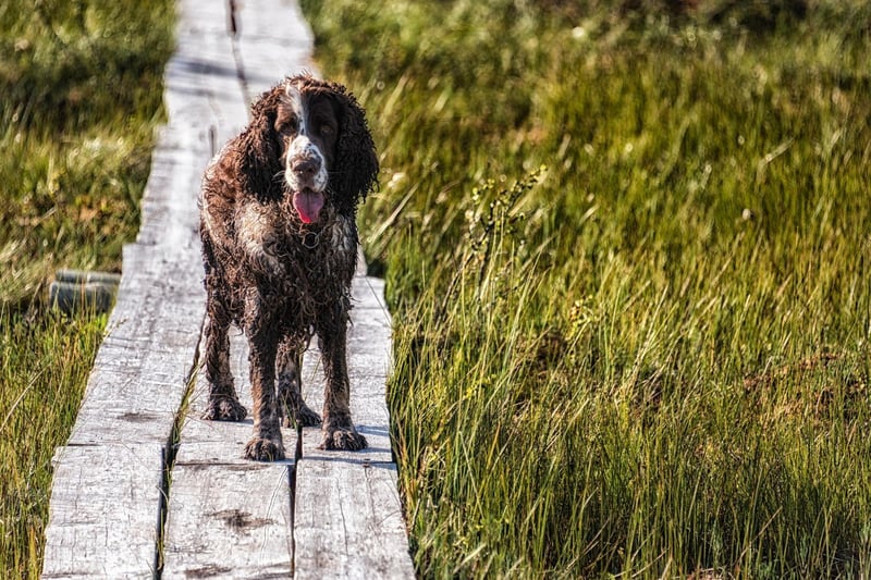 With six Best in Show titles, the English Springer Spaniel is the most successful non-terrier in Westminster history.