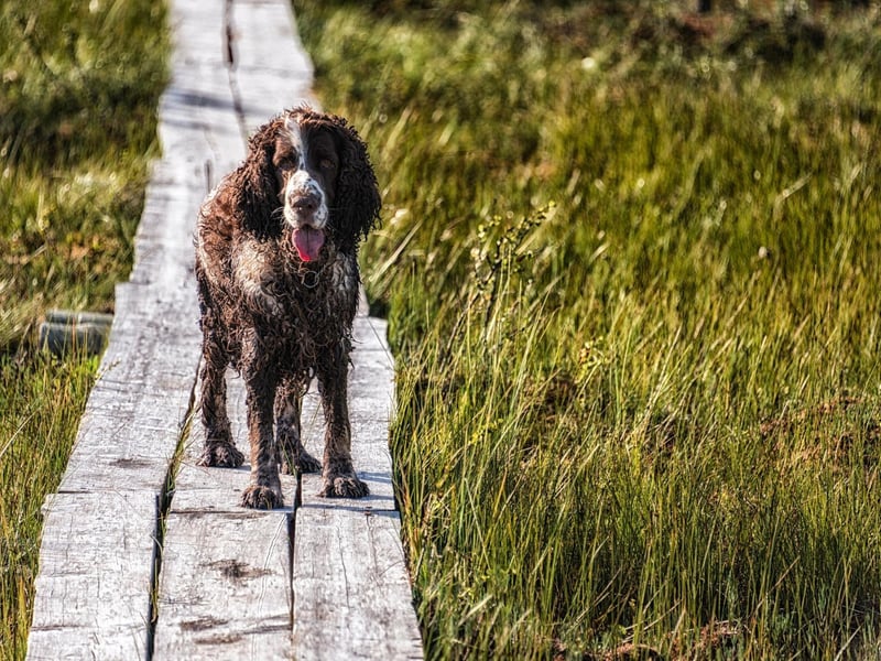 With six Best in Show titles, the English Springer Spaniel is the most successful non-terrier in Westminster history.