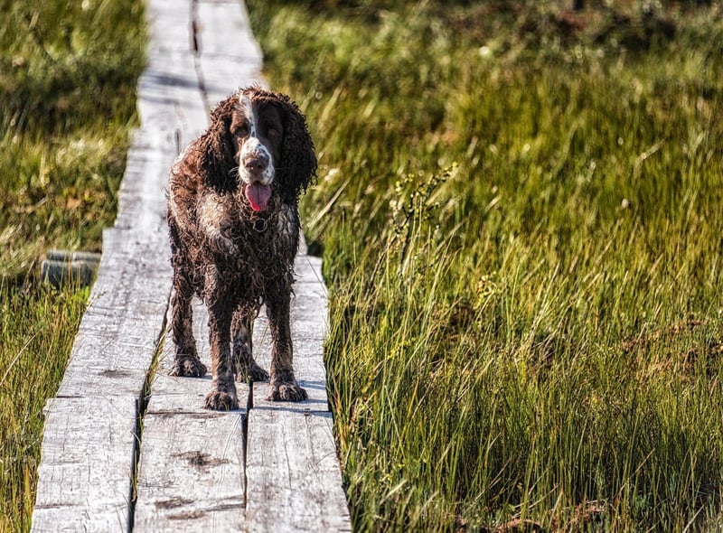 With six Best in Show titles, the English Springer Spaniel is the most successful non-terrier in Westminster history.