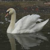 The Scottish SPCA has asked animal lovers to think twice before attempting to rescue swans they fear may be stuck in ice, putting both themselves and the animals at risk.