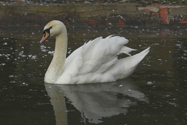 The Scottish SPCA has asked animal lovers to think twice before attempting to rescue swans they fear may be stuck in ice, putting both themselves and the animals at risk.
