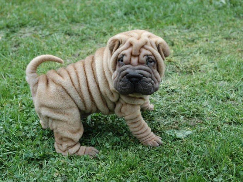 Originally from China, where they were used as hunting dogs, the Shar-pei is relatively low energy, happy to be left on the sofa for a while. They tend to be fiercely loyal to a single person, to the point that they may be aggresive to strangers, making for good guard dogs.