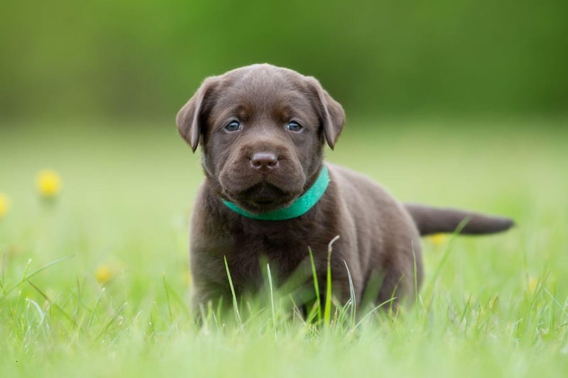 The average Labrador Retriever lives for 10-12 years, but some dogs have lived much longer. The oldest Lab on record was called Adjutant, who died in the UK on August 14, 1936, at the age of 27 years and 98 days. Only four dogs have ever lived longer.