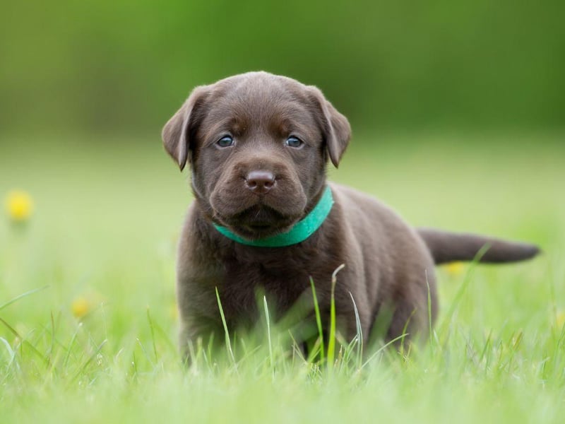 The average Labrador Retriever lives for 10-12 years, but some dogs have lived much longer. The oldest Lab on record was called Adjutant, who died in the UK on August 14, 1936, at the age of 27 years and 98 days. Only four dogs have ever lived longer.