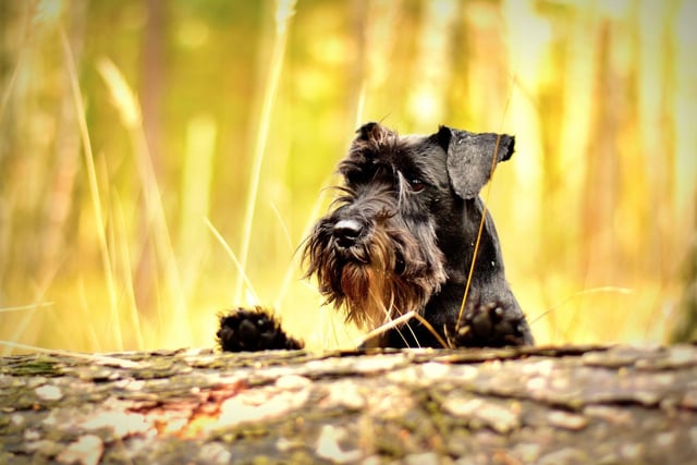 Schnauzers have a double coat - the top, or guard, coat is wiry, while the undercoat is soft. Owners should ensure that the undercoat is stripped at least twice a year to allow the top coat to come in fuller.