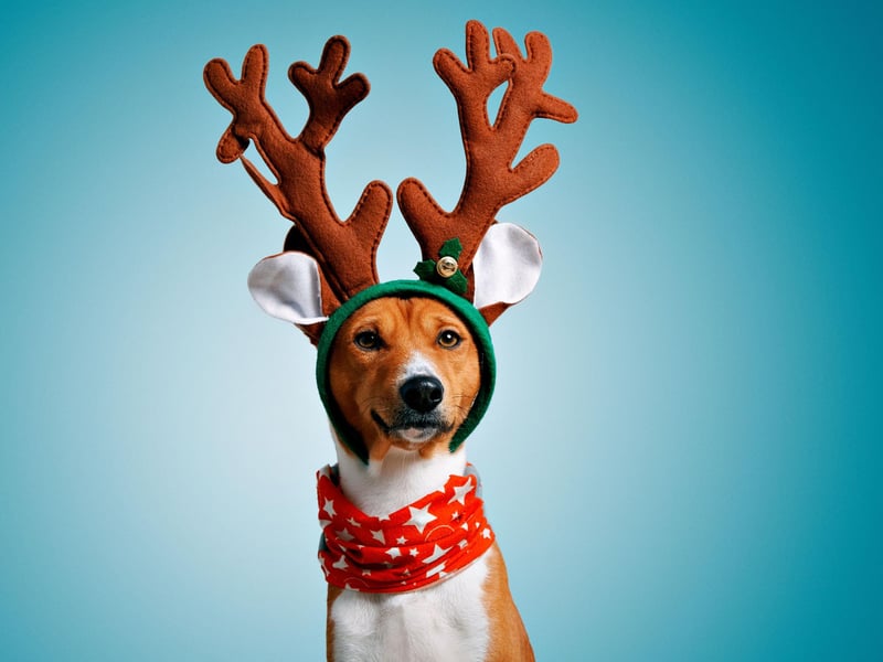 Bark, the herald angels sing
