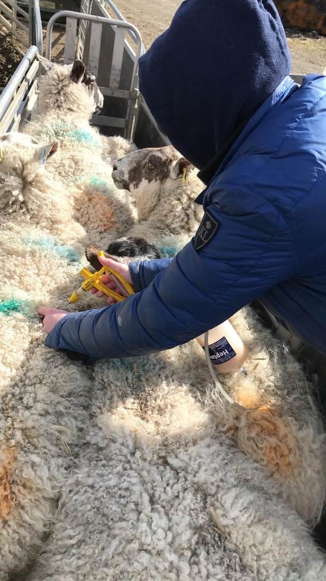 Beef and sheep careers