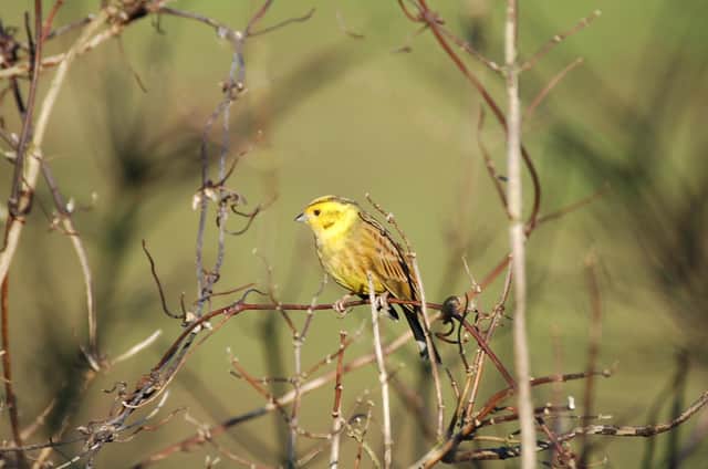 Yellowhammers like to nest under hedges