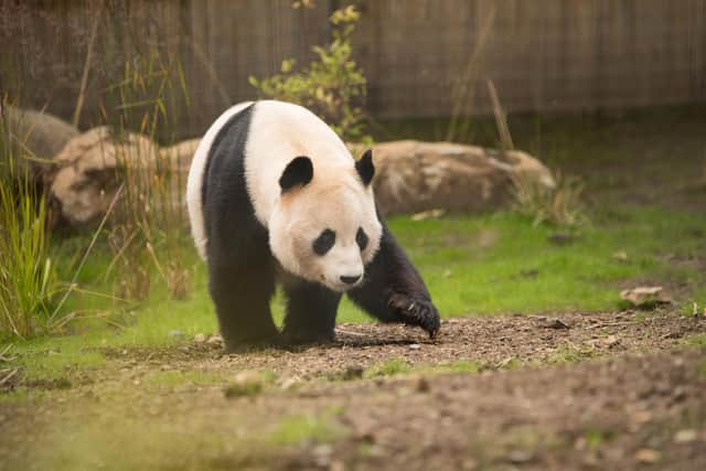 The panda enclosure at Edinburgh Zoo