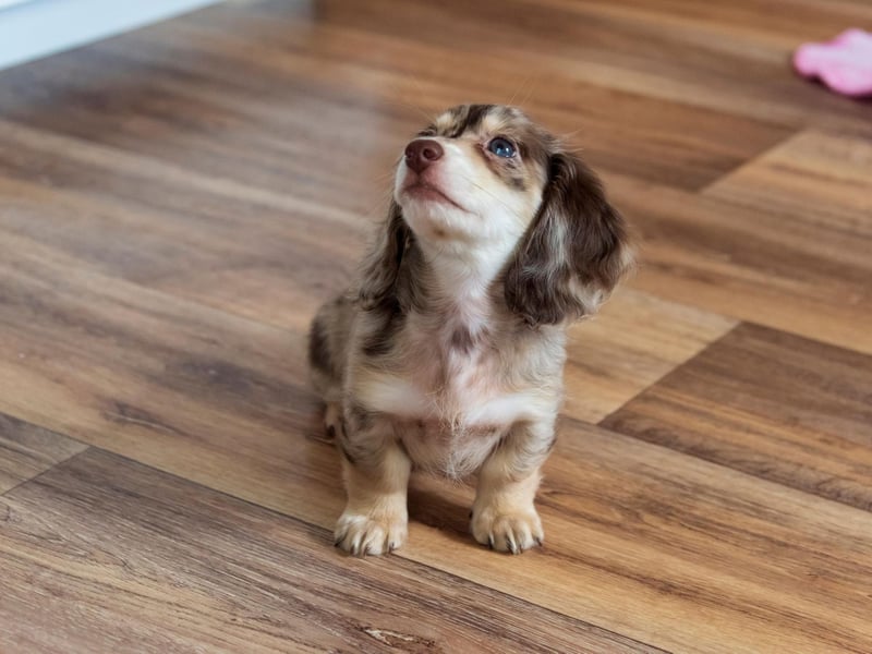The second Sausage Dog on this list, the Miniature Long Haired Dachshund isn't quite as popular as its short haired cousin - with 2,228 registrations.