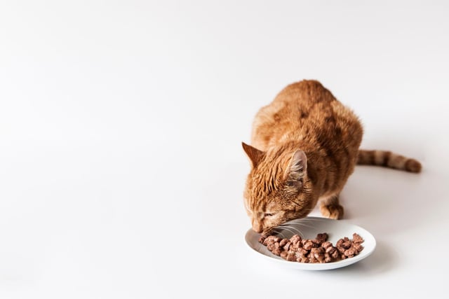 Kibble provides very little moisture, so introducing wet food is a really easy way to improve your cat’s hydration. Every time you add some – whether that’s water or a broth, toppers, mixer, or even a creamy treat - you’re improving her health and they’re a great way to smooth the transition from dry food.