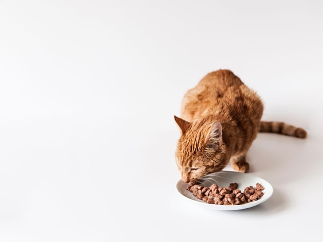 Kibble provides very little moisture, so introducing wet food is a really easy way to improve your cat’s hydration. Every time you add some – whether that’s water or a broth, toppers, mixer, or even a creamy treat - you’re improving her health and they’re a great way to smooth the transition from dry food.