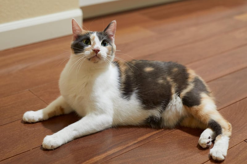 The Manx is a beautiful cat breed that is recognised by its stumpy and short tail. Sadly, this cat breed is prone to arthritis and 'Manx syndrome' which can cause spine problems and digestion issues.