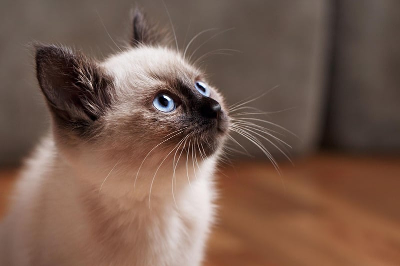 The Balinese cat breed has a stunning cat and a cute set of ears. They Balinese cat breed can live up to an impressive 22 years - and most of it will be spent following you around.