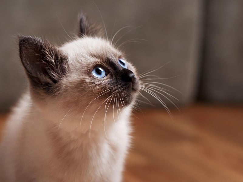 The Balinese cat breed has a stunning cat and a cute set of ears. They Balinese cat breed can live up to an impressive 22 years - and most of it will be spent following you around.