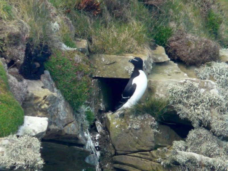 Located on the stoic north coast of Scotland, Dunnet Head represents an untamed wilderness with beautiful coastal grasslands and wind-battered sea cliffs. Depending on when you visit, you can discover fulmars, guillemots, puffins, razorbills or kittiwakes etc.