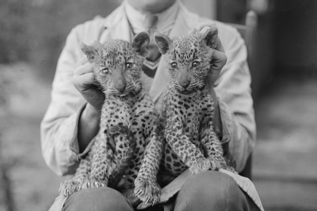 A zoo worker holding a pair of leopard cubs at Edinburgh Zoo in June 1935.