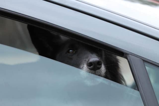 Opening the windows isn't enough to protect a dog from heatstroke