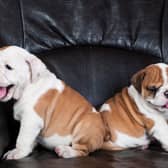 Looking for inspiration to name your new Bulldog puppy?