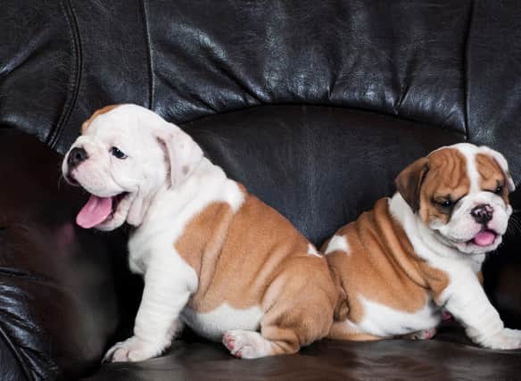 Looking for inspiration to name your new Bulldog puppy?