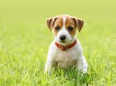 These 10 dog breeds are the most likely to be stolen in the UK