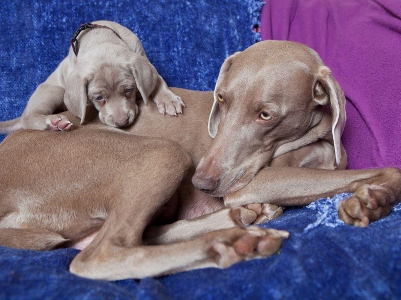 A large and beautiful dog bred to hunt big game, the Weimaraner sometimes doesn't know its own strength and can enjoy playing rough with its human family. This is no problem when it comes to adults, but can be a problem with youngsters.