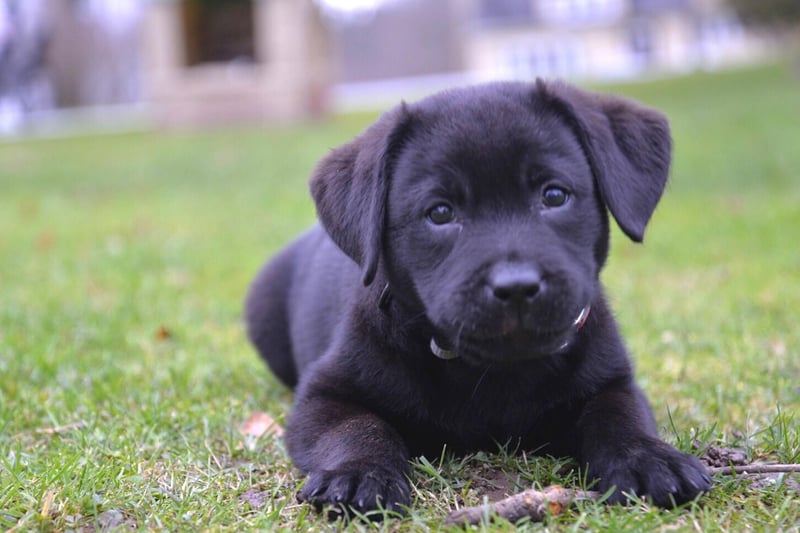 The 10 most popular puppy names for adorable Labradors
