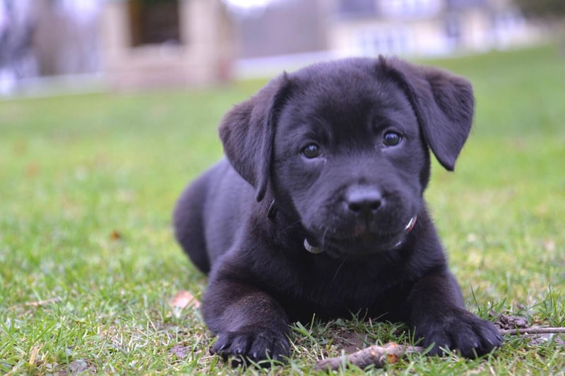 Completing the top 5 most popular Labrador names is Max. It's another Latin name, short for Maximus, meaning 'the greatest'.
