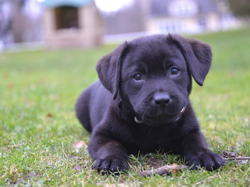 Completing the top 5 most popular Labrador names is Max. It's another Latin name, short for Maximus, meaning 'the greatest'.