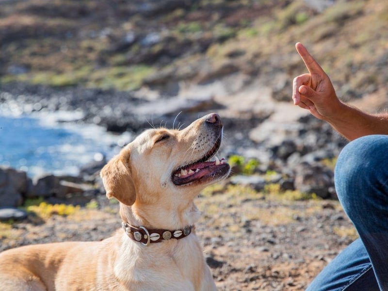 The adorable Labrador Retriever may have been the UK's most popular dog breed in 2020, but it's only seventh when it comes to obedience.